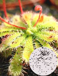 Image result for Drosera