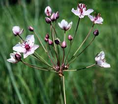 Attēlu rezultāti vaicājumam “Butomus umbellatus flower”
