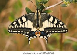 Attēlu rezultāti vaicājumam “Papilio machaon underside”
