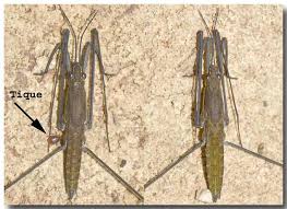 Attēlu rezultāti vaicājumam “Aquarius najas”