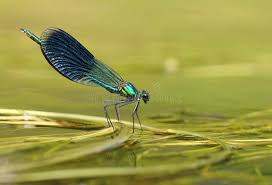 Attēlu rezultāti vaicājumam “Calopteryx splendens”