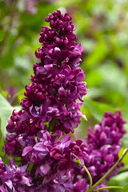 Attēlu rezultāti vaicājumam “Syringa vulgaris”