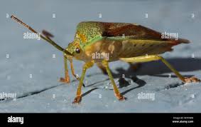 Attēlu rezultāti vaicājumam “Elasmostethus interstinctus imago”