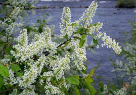 Attēlu rezultāti vaicājumam “Prunus (bird-cherry tree)”