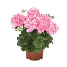 Attēlu rezultāti vaicājumam “Diderma globosum”