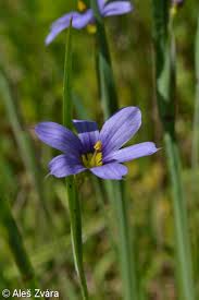 Attēlu rezultāti vaicājumam “Sisyrinchium montanum”