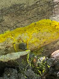 Attēlu rezultāti vaicājumam “Badhamia sp.”