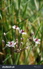 Attēlu rezultāti vaicājumam “Butomaceae”