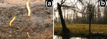 Attēlu rezultāti vaicājumam “Dendrophagus crenatus”