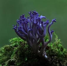 Attēlu rezultāti vaicājumam “Lamproderma pulchellum”