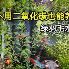 「綠羽毛」的圖片搜尋結果