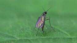 Attēlu rezultāti vaicājumam “Sciaridae”