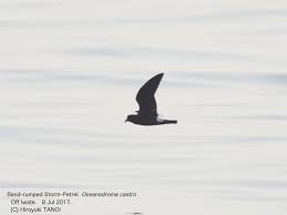 Image result for Oceanodroma castro