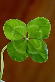 Attēlu rezultāti vaicājumam “Trifolium repens leaf”