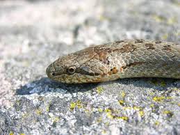 Attēlu rezultāti vaicājumam “Coronella austriaca”