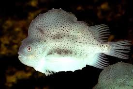 Image result for Cyclopterus lumpus