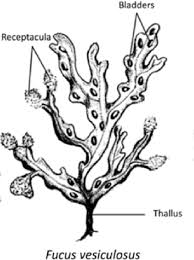 Attēlu rezultāti vaicājumam “Fucus vesiculosus”
