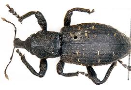 Attēlu rezultāti vaicājumam “Curculionidae”