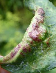 Attēlu rezultāti vaicājumam “Thecabius affinis”