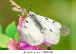 Attēlu rezultāti vaicājumam “Parnassius mnemosyne underside”