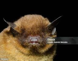 Attēlu rezultāti vaicājumam “Myotis sp.”