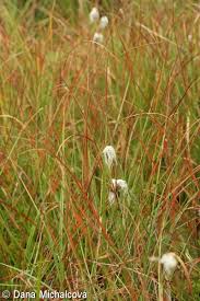 Attēlu rezultāti vaicājumam “Eriophorum angustifolium fruit”