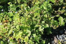 Attēlu rezultāti vaicājumam “Bidens tripartita leaf”