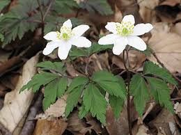 Image result for Buschwindröschen