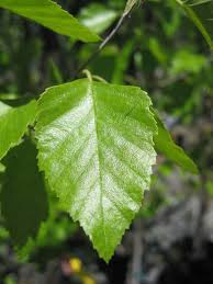 Attēlu rezultāti vaicājumam “Betula papyrifera leaf”