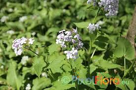 Attēlu rezultāti vaicājumam “Lunaria rediviva leaf”