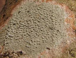 Attēlu rezultāti vaicājumam “Lecanora carpinea”