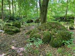 Attēlu rezultāti vaicājumam “Thamnobryum subserratum sporophyte”