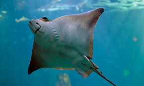 Image result for Myliobatis aquila