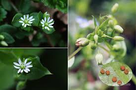 Attēlu rezultāti vaicājumam “Stellaria media flower”