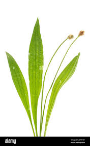 Attēlu rezultāti vaicājumam “Plantago lanceolata”