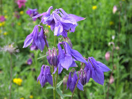 Image result for Aquilegia vulgaris