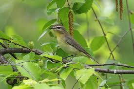 Image result for Vireo philadelphicus