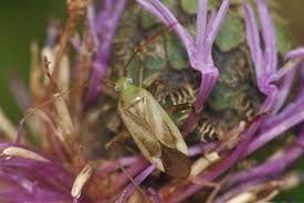 Attēlu rezultāti vaicājumam “Adelphocoris lineolatus imago”