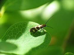 Attēlu rezultāti vaicājumam “Micropterix aureatella”