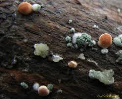 Attēlu rezultāti vaicājumam “Hypocrea rufa”