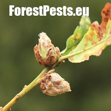 Attēlu rezultāti vaicājumam “Andricus foecundatrix”