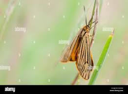 Attēlu rezultāti vaicājumam “Spiris striata”