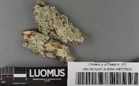 Attēlu rezultāti vaicājumam “Pertusaria flavida”