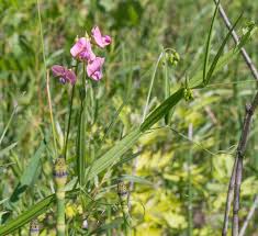 Attēlu rezultāti vaicājumam “Lathyrus sylvestris”