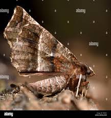 Attēlu rezultāti vaicājumam “Selenia dentaria”