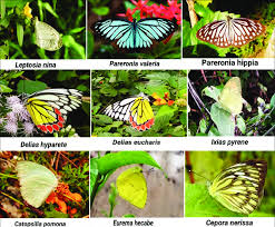 Attēlu rezultāti vaicājumam “Pieridae”