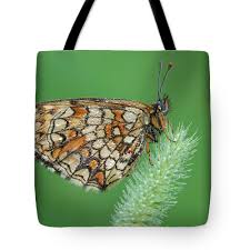 Attēlu rezultāti vaicājumam “Mellicta athalia underside”