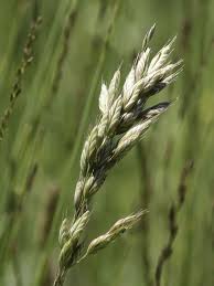 Attēlu rezultāti vaicājumam “Bromus hordeaceus subsp. hordaceus”