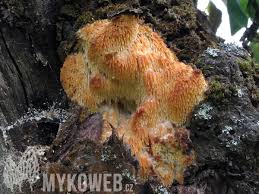 Attēlu rezultāti vaicājumam “Sarcodontia crocea”