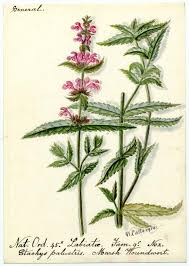 Attēlu rezultāti vaicājumam “Stachys palustris”